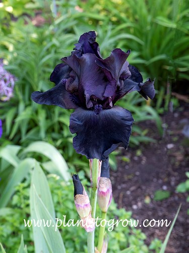 'Before the Storm' Tall Bearded Iris